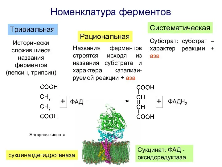 Номенклатура ферментов Тривиальная Рациональная Систематическая Исторически сложившиеся названия ферментов (пепсин, трипсин)