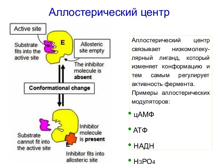 Аллостерический центр Аллостерический центр связывает низкомолеку-лярный лиганд, который изменяет конформацию и