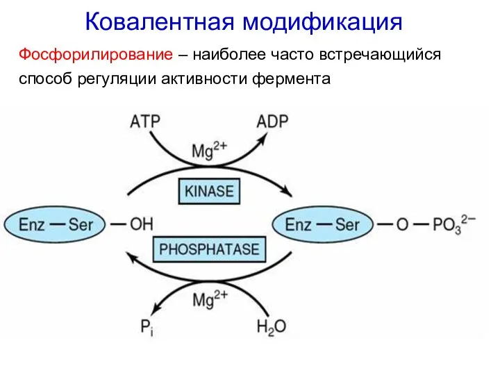 Ковалентная модификация Фосфорилирование – наиболее часто встречающийся способ регуляции активности фермента