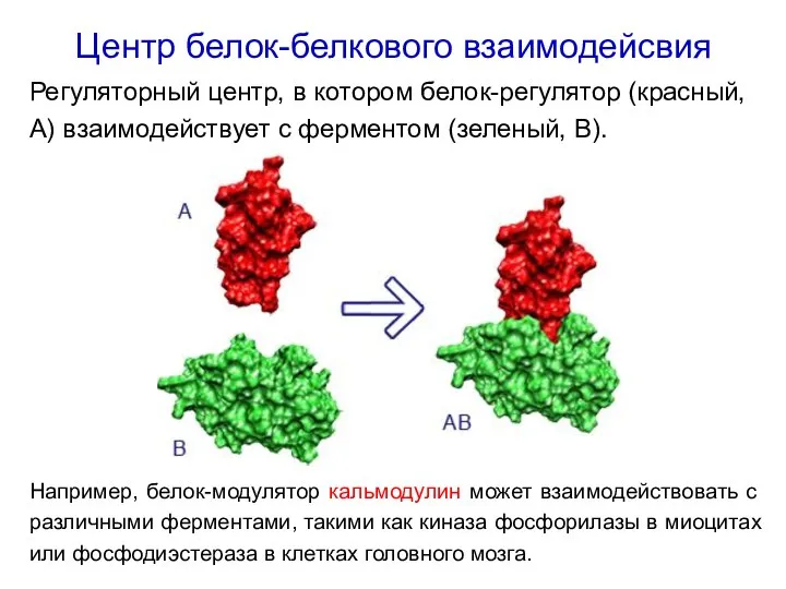 Центр белок-белкового взаимодейсвия Регуляторный центр, в котором белок-регулятор (красный, A) взаимодействует