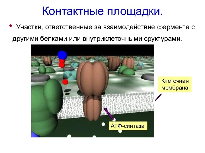 Контактные площадки. Участки, ответственные за взаимодействие фермента с другими белками или внутриклеточными сруктурами. Клеточная мембрана ATФ-синтаза