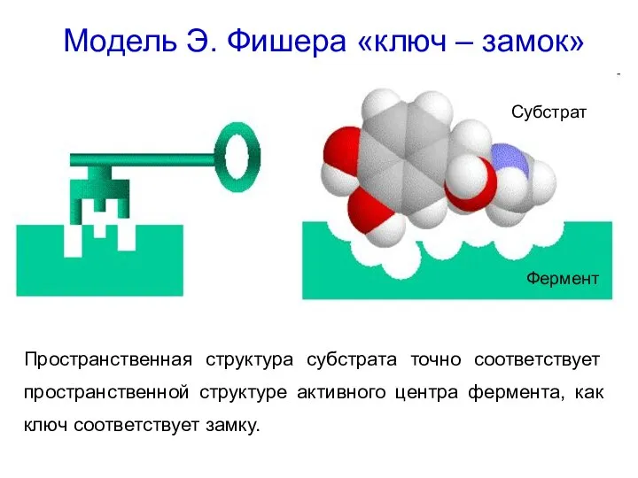 Модель Э. Фишера «ключ – замок» Пространственная структура субстрата точно соответствует