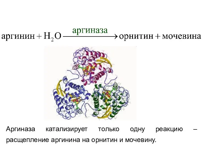 Аргиназа катализирует только одну реакцию – расщепление аргинина на орнитин и мочевину.