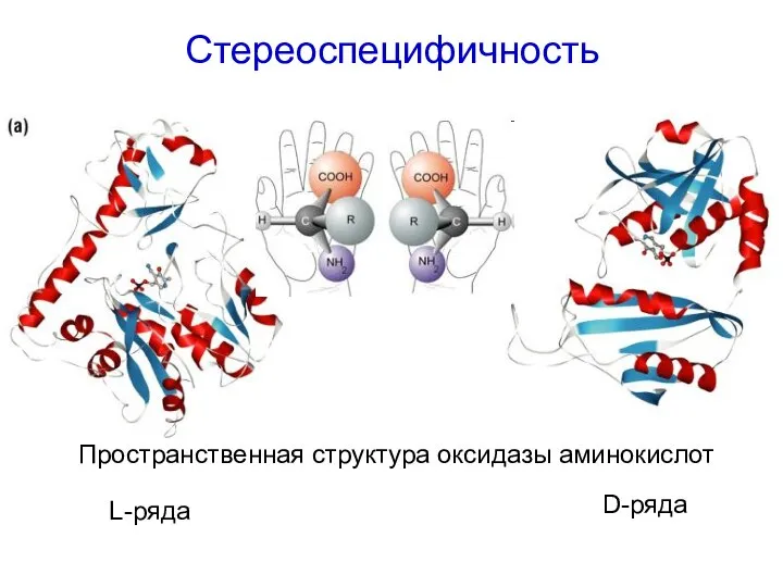 Стереоспецифичность L-ряда D-ряда Пространственная структура оксидазы аминокислот