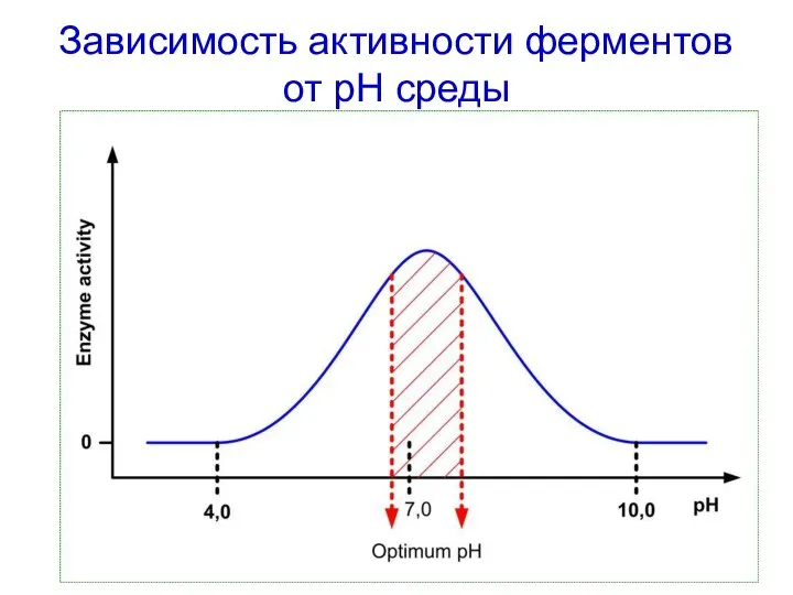 Зависимость активности ферментов от pH среды