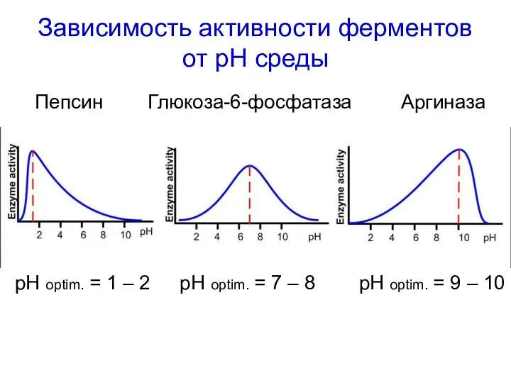 Пепсин Глюкоза-6-фосфатаза Аргиназа pH optim. = 1 – 2 pH optim.