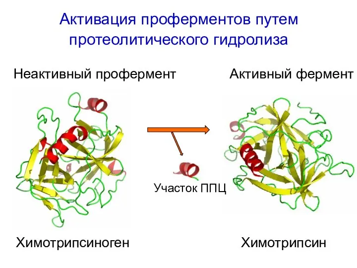 Активация проферментов путем протеолитического гидролиза Химотрипсиноген Химотрипсин Неактивный профермент Активный фермент Участок ППЦ