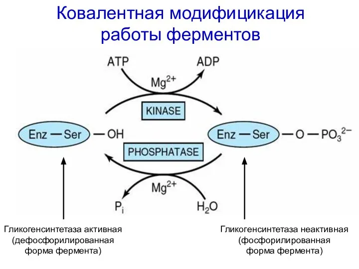 Ковалентная модифицикация работы ферментов Гликогенсинтетаза активная (дефосфорилированная форма фермента) Гликогенсинтетаза неактивная (фосфорилированная форма фермента)