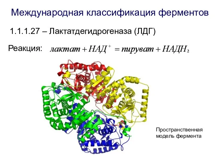 1.1.1.27 – Лактатдегидрогеназа (ЛДГ) Реакция: Пространственная модель фермента Международная классификация ферментов