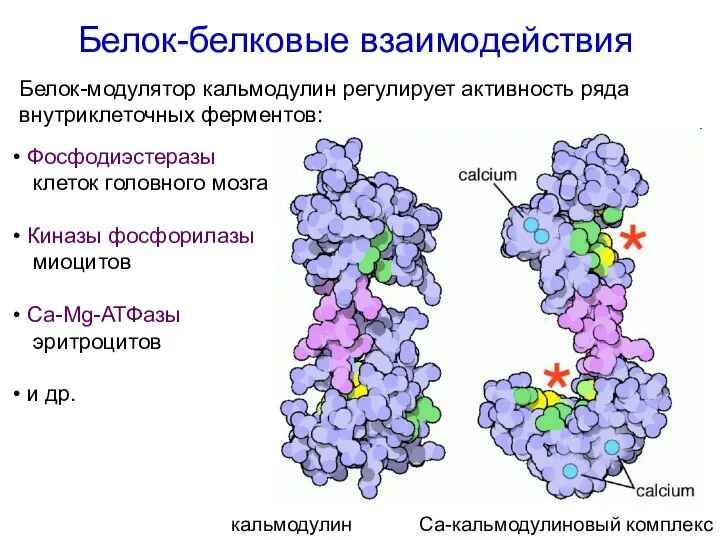 Белок-белковые взаимодействия кальмодулин Са-кальмодулиновый комплекс Белок-модулятор кальмодулин регулирует активность ряда внутриклеточных