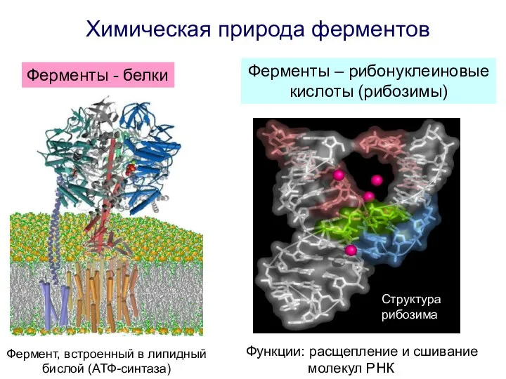 Химическая природа ферментов Ферменты - белки Ферменты – рибонуклеиновые кислоты (рибозимы)