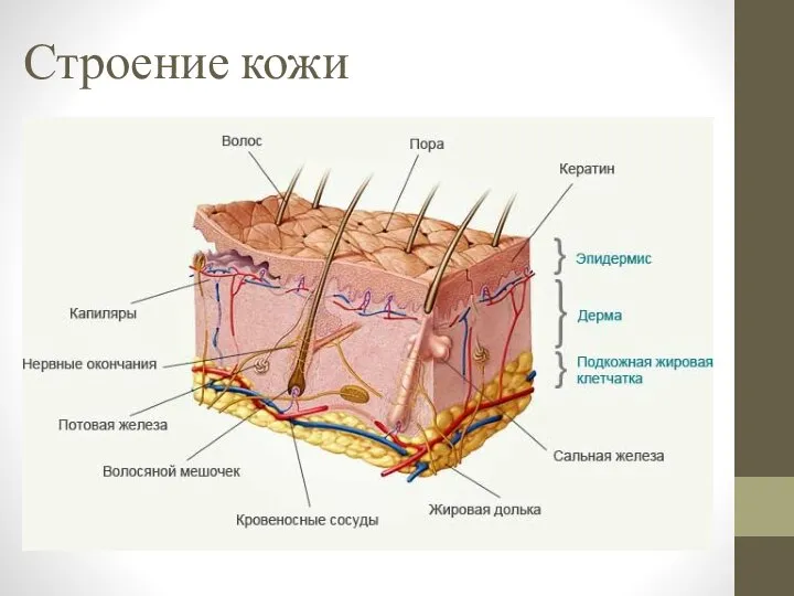 Строение кожи