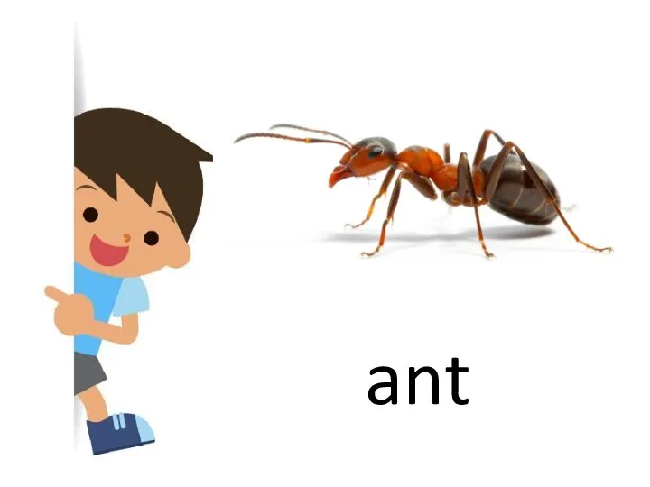 ant