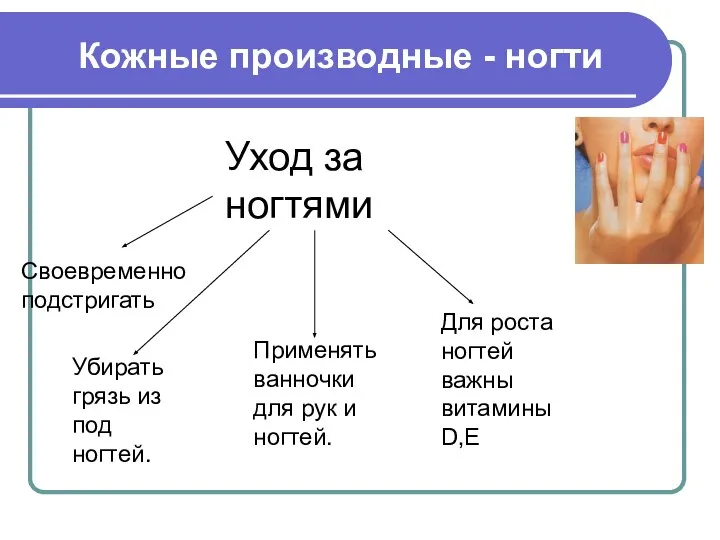 Кожные производные - ногти Уход за ногтями Своевременно подстригать Убирать грязь