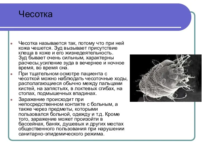 Чесотка называется так, потому что при ней кожа чешется. Зуд вызывает