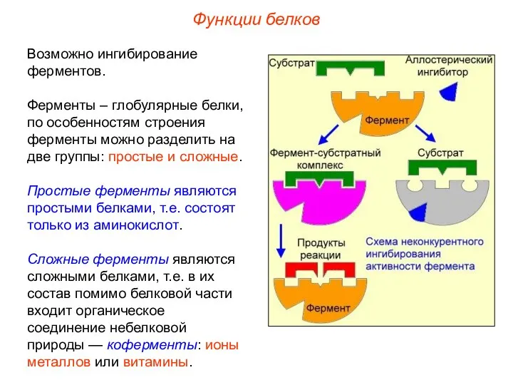 Функции белков Возможно ингибирование ферментов. Ферменты – глобулярные белки, по особенностям