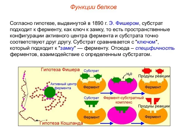 Согласно гипотезе, выдвинутой в 1890 г. Э. Фишером, субстрат подходит к