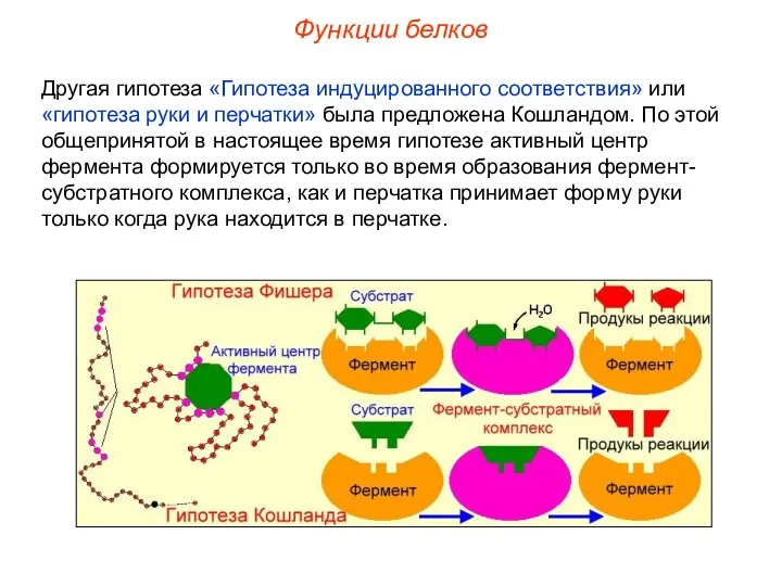 Другая гипотеза «Гипотеза индуцированного соответствия» или «гипотеза руки и перчатки» была