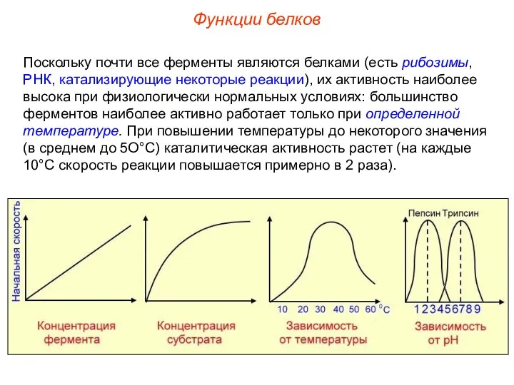 Поскольку почти все ферменты являются белками (есть рибозимы, РНК, катализирующие некоторые