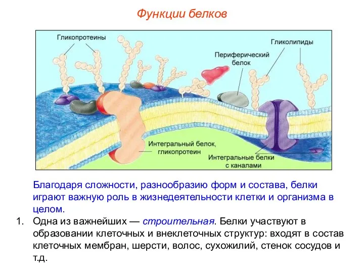 Благодаря сложности, разнообразию форм и состава, белки играют важную роль в