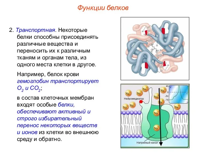 2. Транспортная. Некоторые белки способны присоединять различные вещества и переносить их