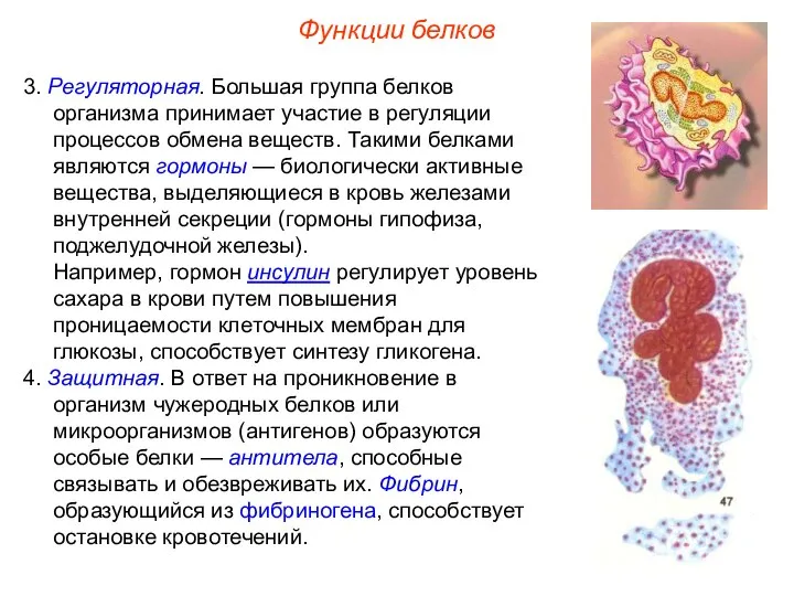 3. Регуляторная. Большая группа белков организма принимает участие в регуляции процессов