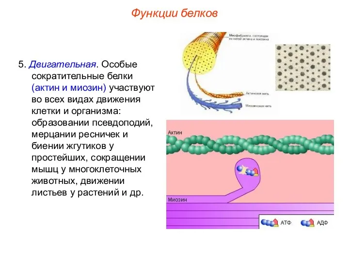 5. Двигательная. Особые сократительные белки (актин и миозин) участвуют во всех