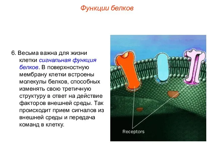 6. Весьма важна для жизни клетки сигнальная функция белков. В поверхностную