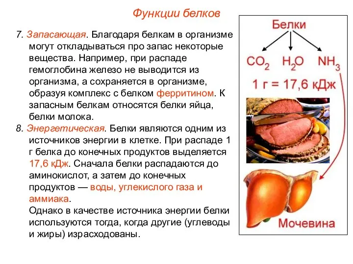 7. Запасающая. Благодаря белкам в организме могут откладываться про запас некоторые