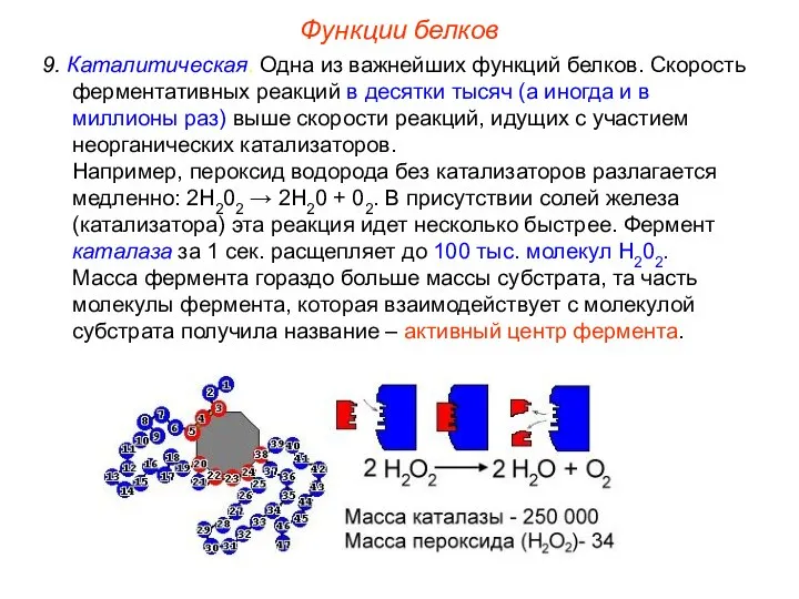 9. Каталитическая. Одна из важнейших функций белков. Скорость ферментативных реакций в