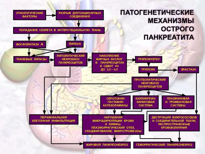 ПАТОГЕНЕТИЧЕСКИЕ МЕХАНИЗМЫ ОСТРОГО ПАНКРЕАТИТА ЭТИОЛОГИЧЕСКИЕ ФАКТОРЫ ФОСФОЛИПАЗА А ЛИПАЗА ТКАНЕВЫЕ ЛИПАЗЫ