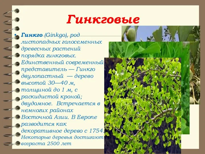 Гинкговые Гинкго (Ginkgo), род листопадных голосеменных древесных растений порядка гинкговых. Единственный