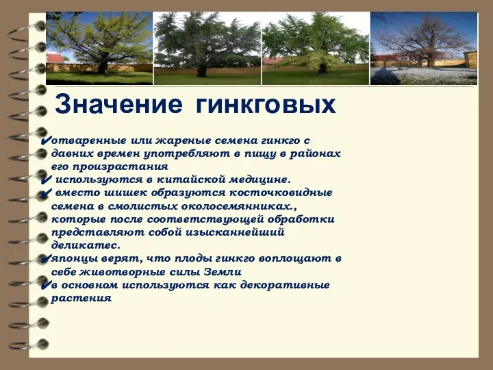 Значение гинкговых отваренные или жареные семена гинкго с давних времен употребляют