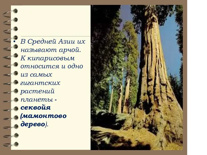 В Средней Азии их называют арчой. К кипарисовым относится и одно