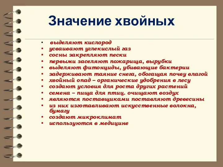 Значение хвойных выделяют кислород усваивают углекислый газ сосны закрепляют пески первыми