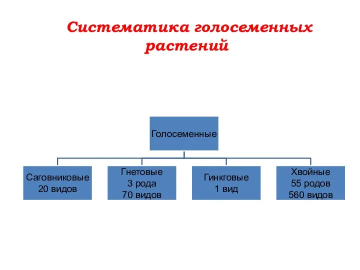 Систематика голосеменных растений