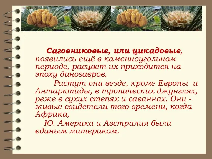 Саговниковые, или цикадовые, появились ещё в каменноугольном периоде, расцвет их приходится