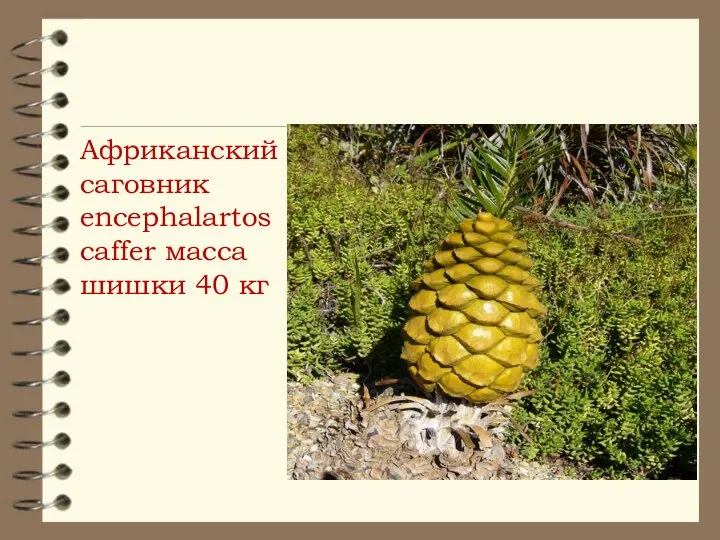 Африканский саговник encephalartos caffer масса шишки 40 кг