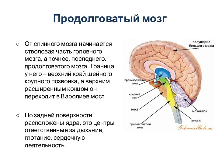 Продолговатый мозг От спинного мозга начинается стволовая часть головного мозга, а