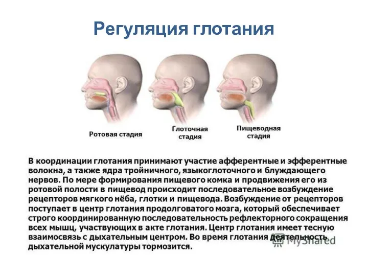 Регуляция глотания