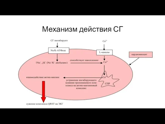 Механизм действия СГ