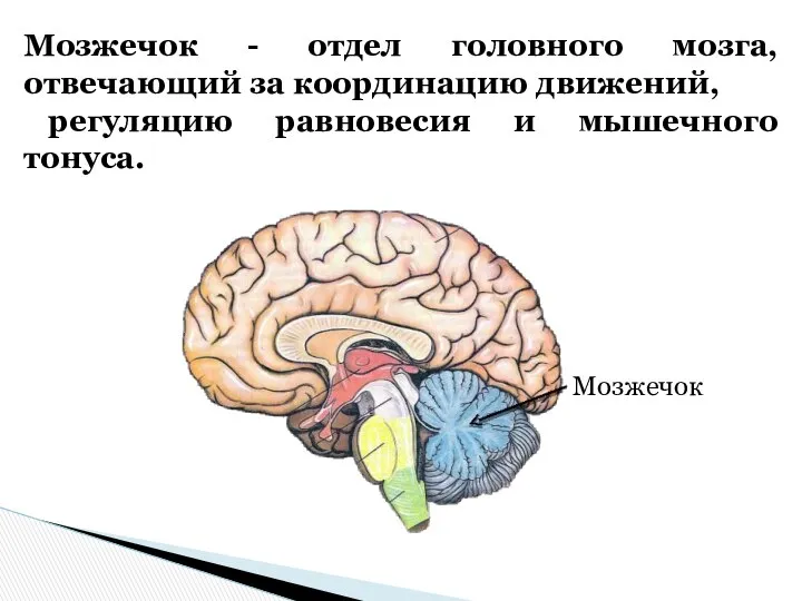 Мозжечок - отдел головного мозга, отвечающий за координацию движений, регуляцию равновесия и мышечного тонуса. Мозжечок