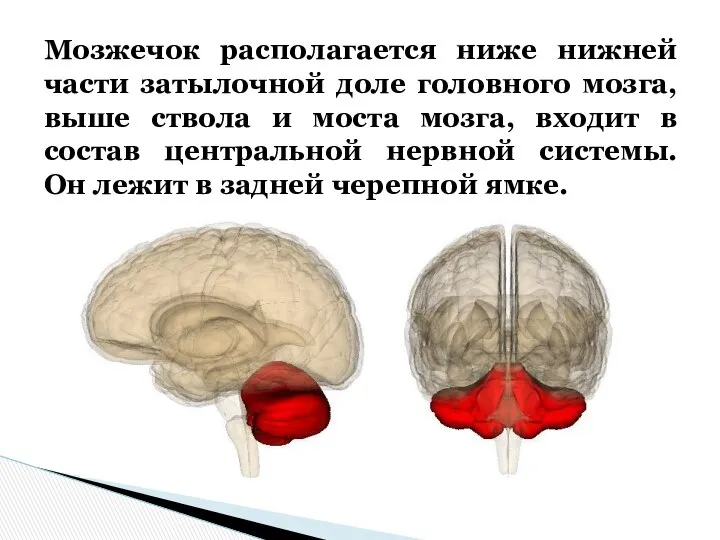 Мозжечок располагается ниже нижней части затылочной доле головного мозга, выше ствола