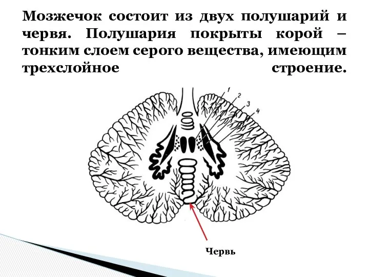 Мозжечок состоит из двух полушарий и червя. Полушария покрыты корой –