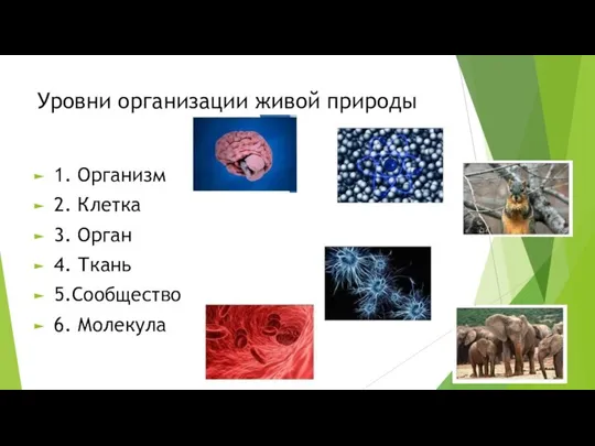 Уровни организации живой природы 1. Организм 2. Клетка 3. Орган 4. Ткань 5.Сообщество 6. Молекула