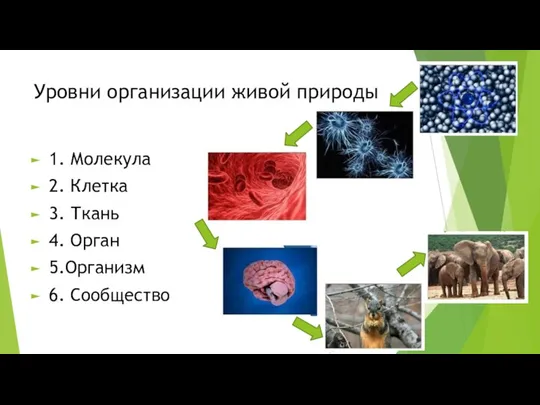 Уровни организации живой природы 1. Молекула 2. Клетка 3. Ткань 4. Орган 5.Организм 6. Сообщество