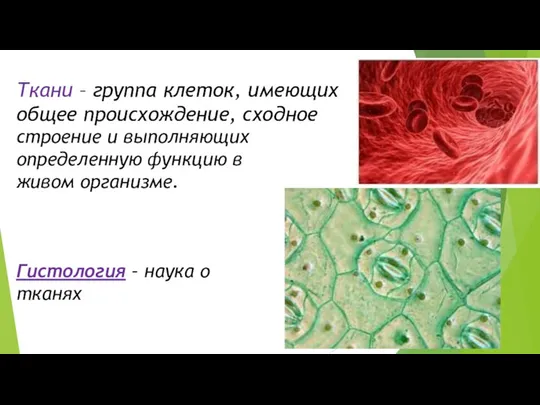 Ткани – группа клеток, имеющих общее происхождение, сходное строение и выполняющих