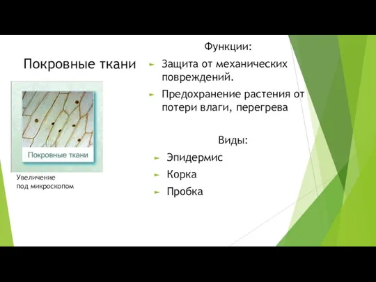 Покровные ткани Увеличение под микроскопом Функции: Защита от механических повреждений. Предохранение