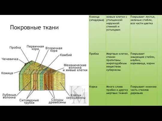 Покровные ткани