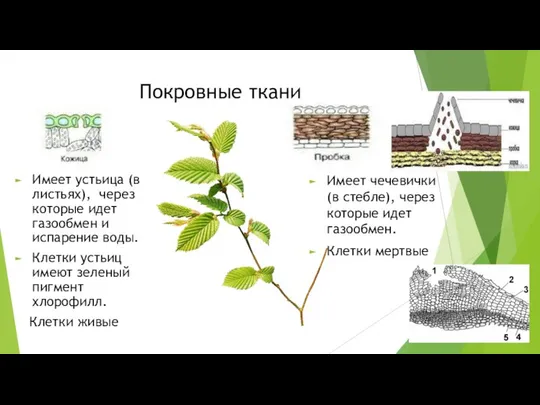 Покровные ткани Имеет устьица (в листьях), через которые идет газообмен и